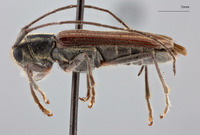 Glenea abbreviata image