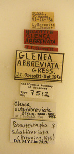 Glenea abbreviata image