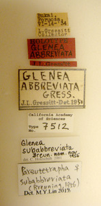 Glenea abbreviata image