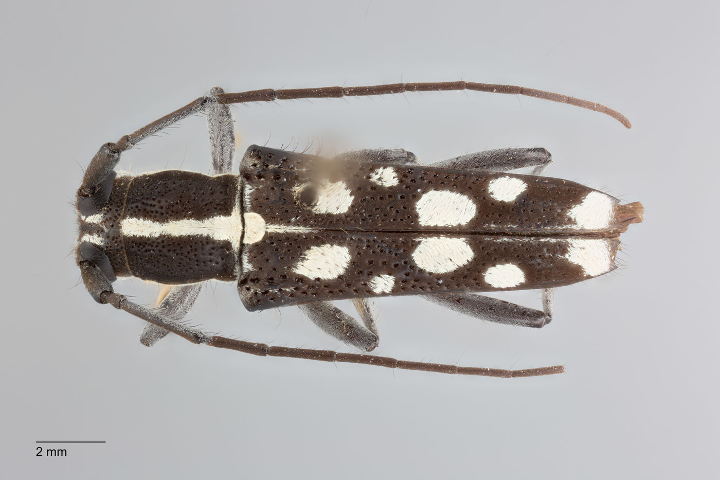 Glenea humerosa image