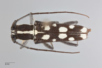 Glenea humerosa image