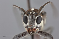 Glenea humerosa image