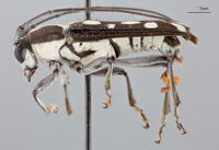 Glenea humerosa image