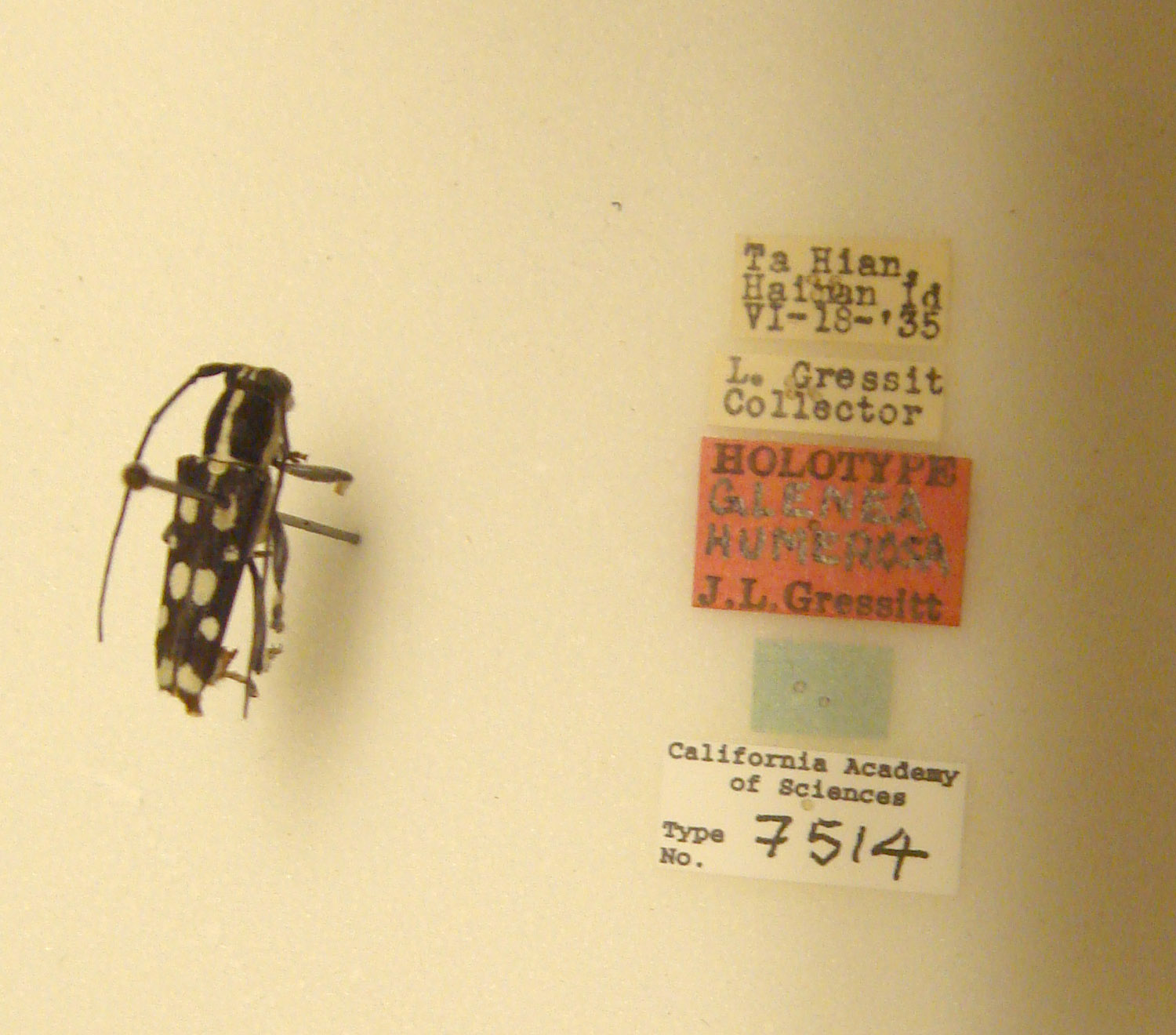 Glenea humerosa image