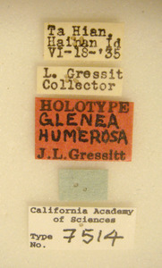 Image of Glenea humerosa