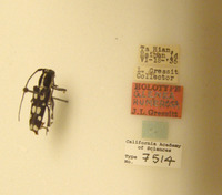 Glenea humerosa image