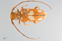 Glenea lata image