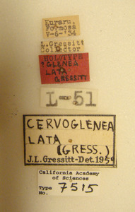 Image of Glenea lata