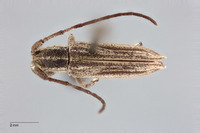 Iproca acuminata image