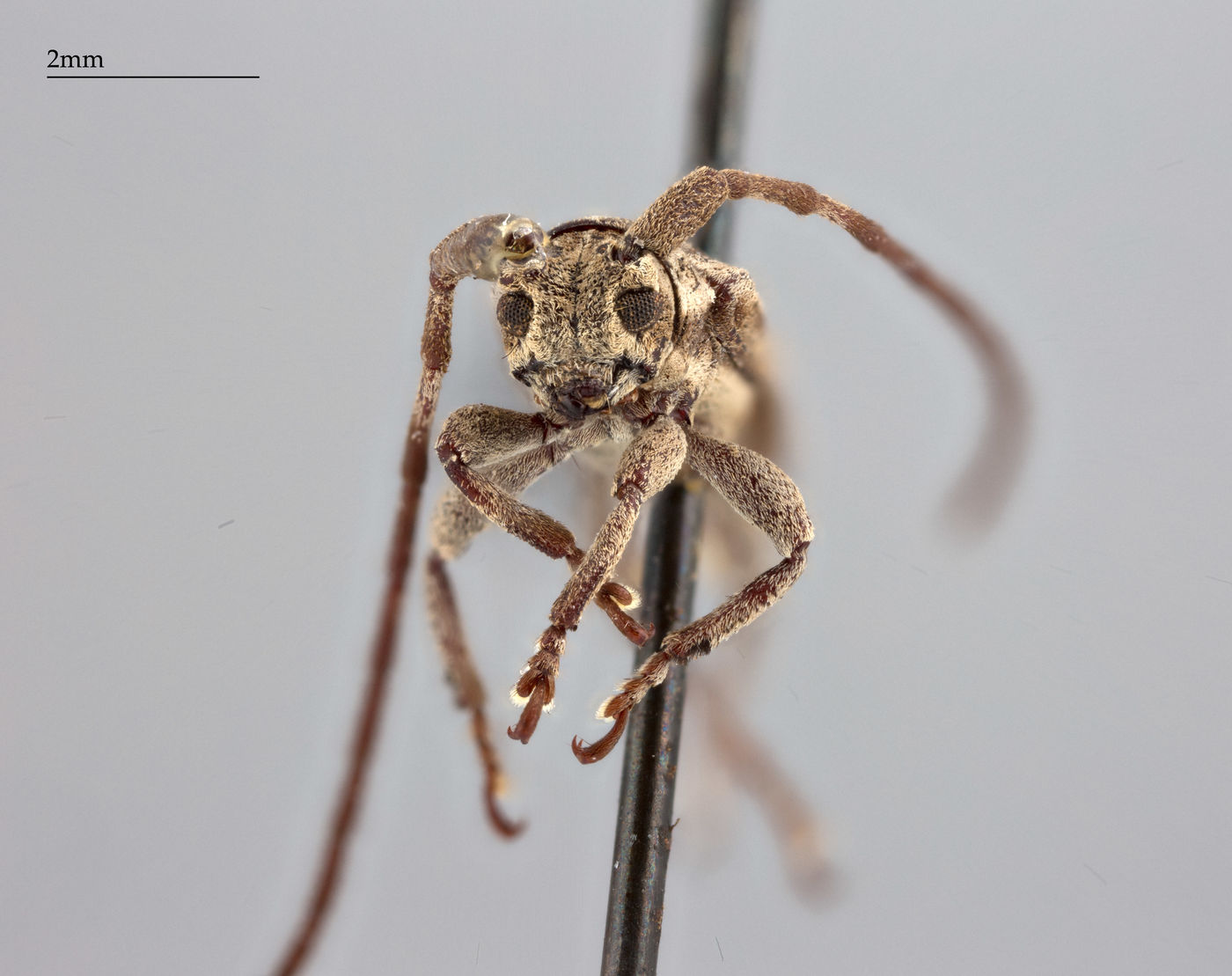 Iproca acuminata image