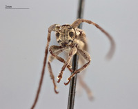 Iproca acuminata image