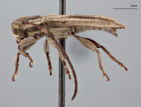 Iproca acuminata image