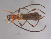 Kurarua constrictipennis image