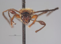 Kurarua constrictipennis image