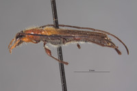 Kurarua constrictipennis image