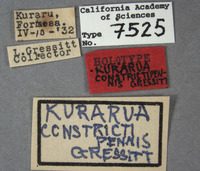 Image of Kurarua constrictipennis