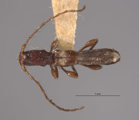 Leptepania minuta image