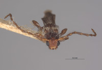 Leptepania minuta image