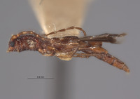 Leptepania minuta image