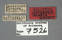 Image of Leptepania minuta