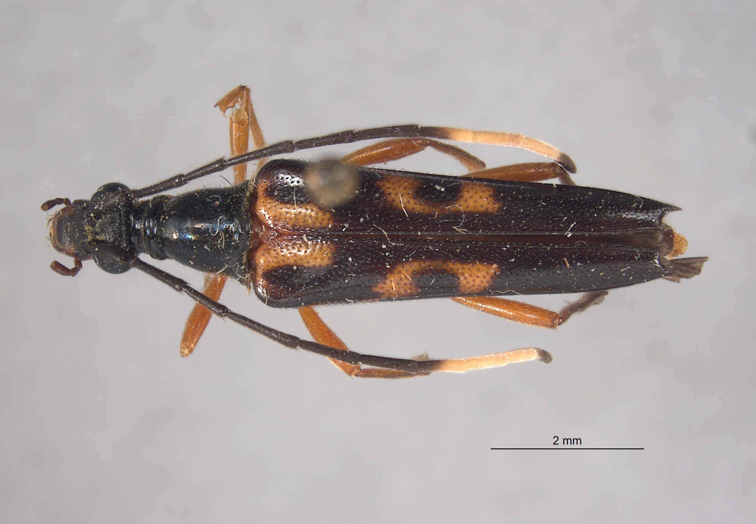 Leptura ochraceoventra image