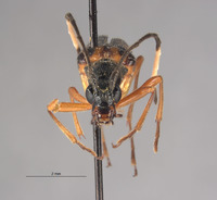 Leptura ochraceoventra image