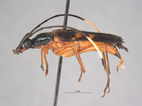 Leptura ochraceoventra image