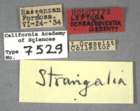 Leptura ochraceoventra image