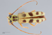 Menesia subcarinata image