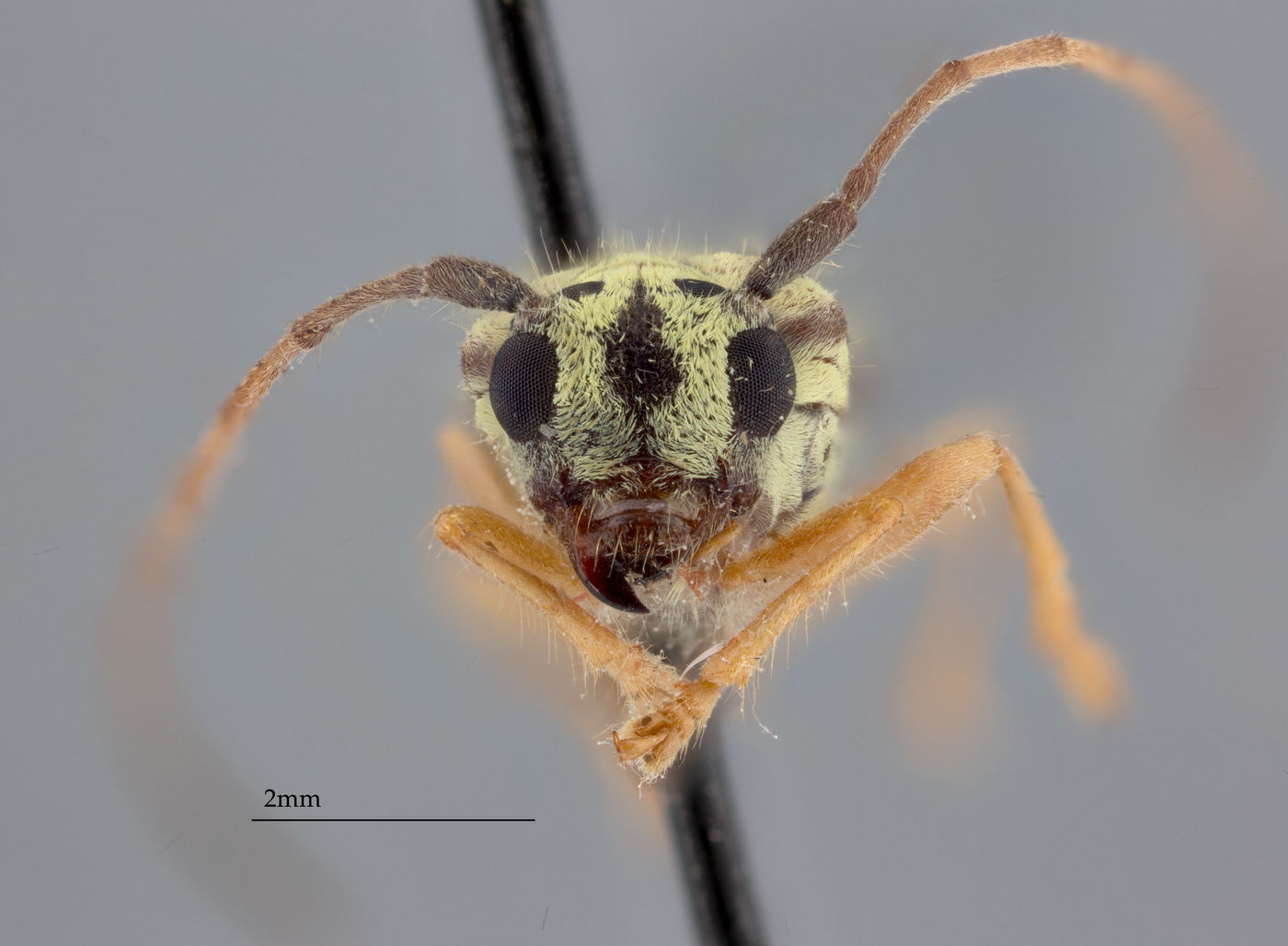 Menesia subcarinata image