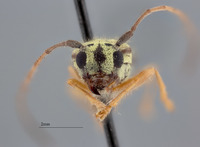 Menesia subcarinata image