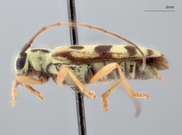 Image of Menesia subcarinata
