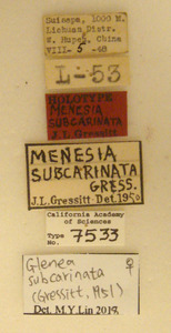 Menesia subcarinata image