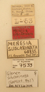 Menesia subcarinata image