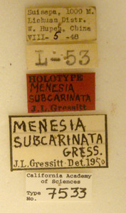 Menesia subcarinata image