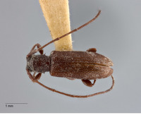 Miaenia elongata image