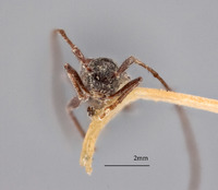 Image of Miaenia elongata