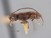 Miaenia elongata image