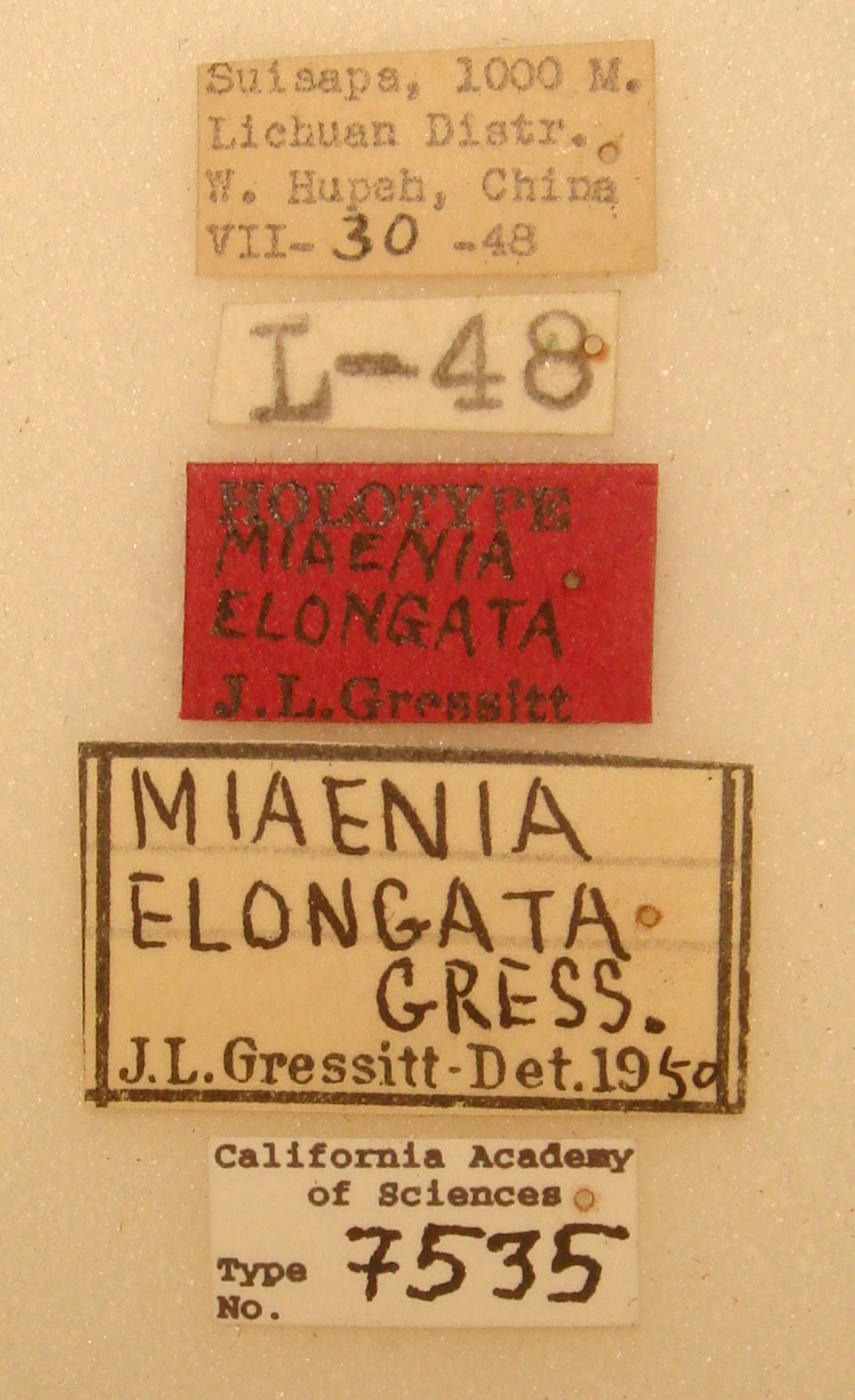 Miaenia elongata image