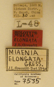 Miaenia elongata image