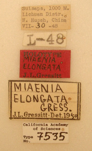 Miaenia elongata image