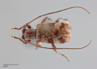 Miaenia laterimaculata image