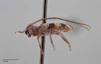 Image of Miaenia laterimaculata
