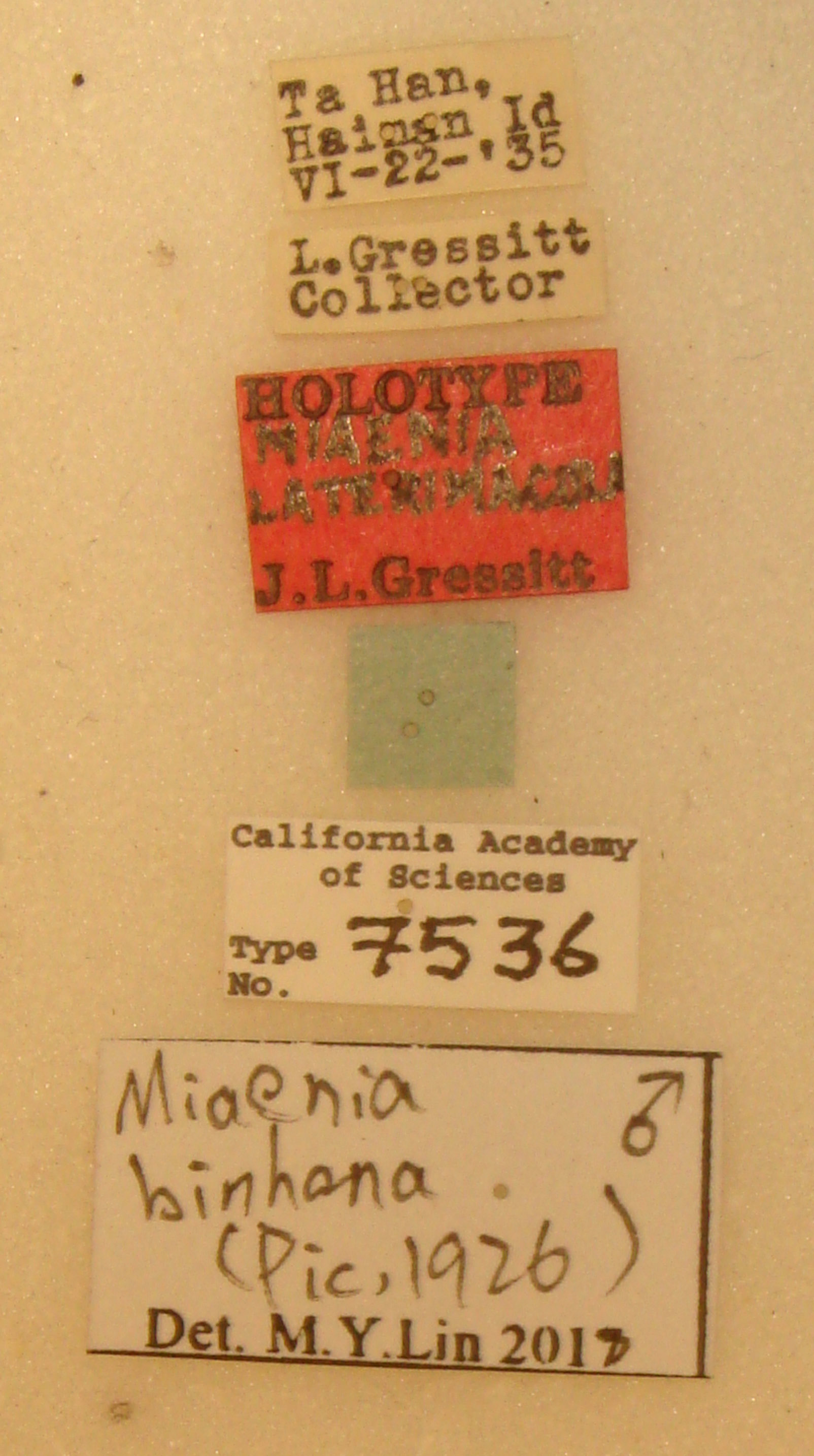 Miaenia laterimaculata image