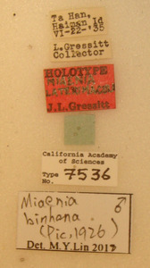 Miaenia laterimaculata image