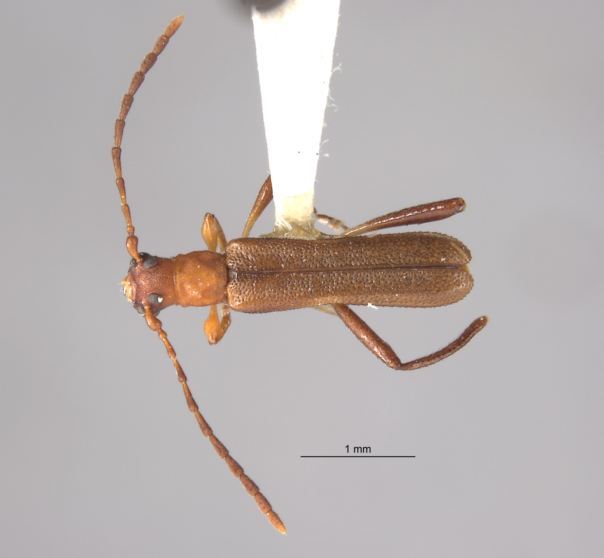Microdebilissa image