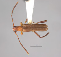 Microdebilissa serratipenne image