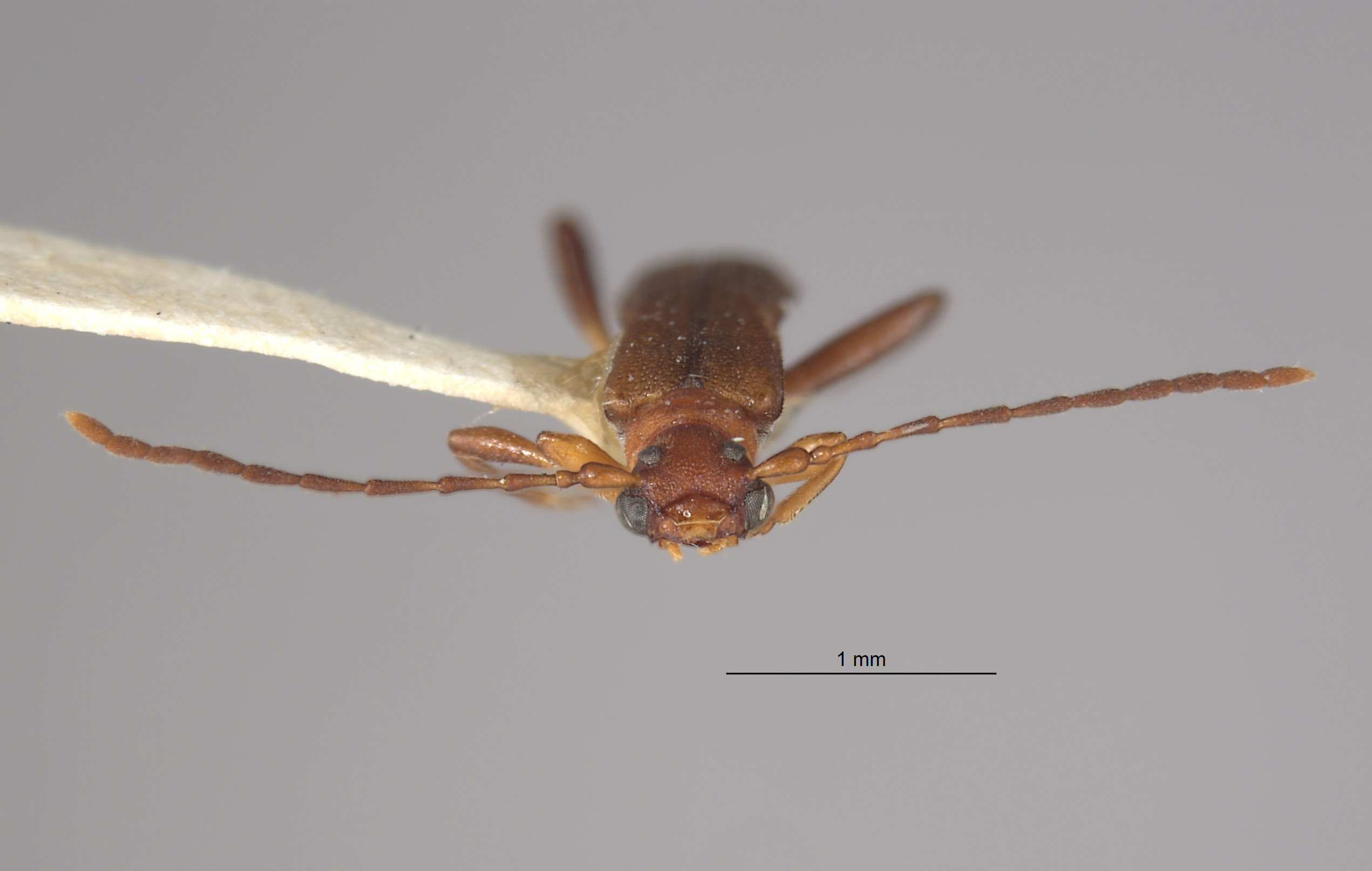 Microdebilissa serratipenne image