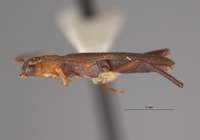 Image of Microdebilissa serratipenne