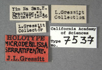 Microdebilissa serratipenne image